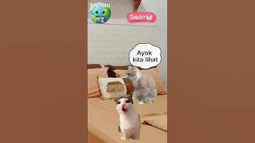 Thumbnail of kucing takut hantu #kucing #hantu #shorts