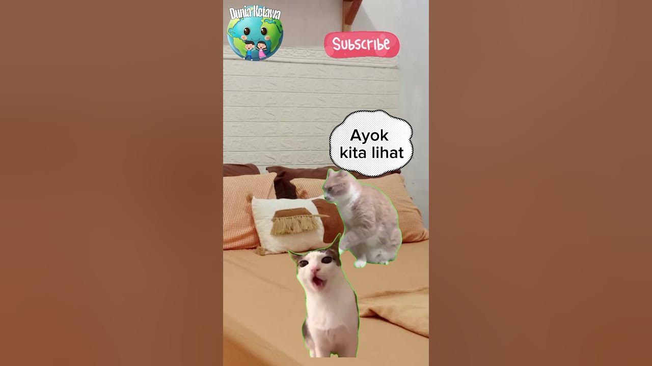 kucing takut hantu #kucing #hantu #shorts kucing takut hantu #kucing #hantu #shorts