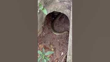 Kỳ đà có kháng được nọc độc của rắn hổ mang không #shortvideo #animals #snake