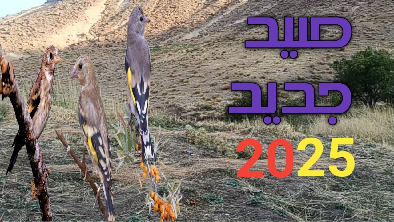 صيد  فراخ الحسون🐦في جبل سيروا والحصيلة وافرة💪