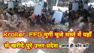 Where to buy double FFG chicken chicks from?