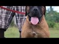 Types of Boerboel colors