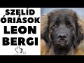 LEONBERGI - szelíd óriások!  A német "oroszlánkutya"!  DogCast TV!