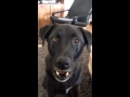 Dog sings Happy Birthday