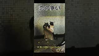 アツい猫ドラマ🔥 #面白い動画#爆笑