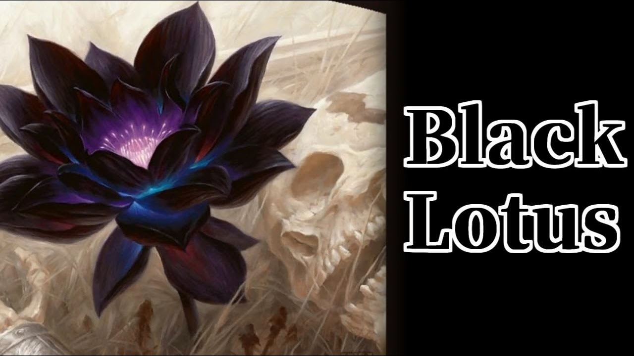 Черный лот. Chernij Lotos. Lotus Black. Black Lotus (черный Лотос). МТГ Black Lotus.