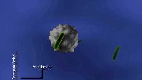 Asynchronous Magnetic Bead Rotation for Single Cell Detection and Growth