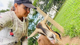 Unbelievable Goat Survival Story: My Journey to Beat Death