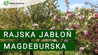 Jabłoń Magdeburska | Idealna Jabłoń Rajska do Ogrodu! | Kwitnąca  o Owocach Jadalnych