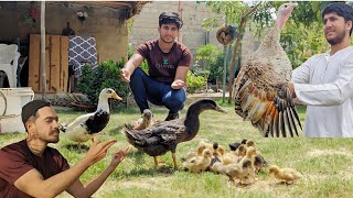 new birds Duckling or old sath turkey bird ko vaccine dedi