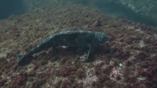 Shore Dive at Bare Island