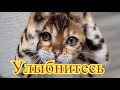 Смешное про животных|Приколы с котами| Видео про котов| Кошки|Позитив|Создай себе хорошее настроение