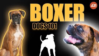 Enjoy BOXER Dogs - 101 Guide about Breed with Videos by Animals101 34 views 1 year ago 3 minutes, 18 seconds