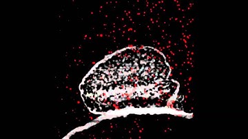 A microfluidic device designed to induce media flow throughout pancreatic islets while limiting shea