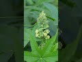 Hoa, cây, cỏ, lá, con côn trùng, thiên nhiên, vườn hoa, rừng cây