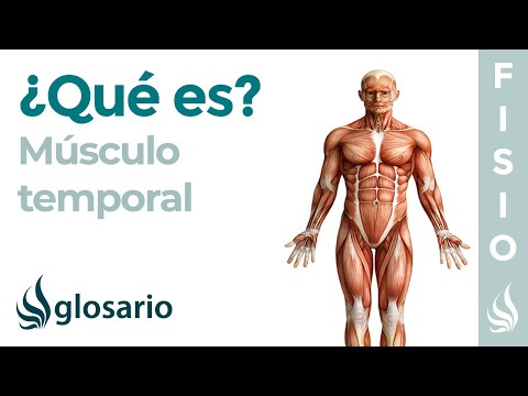 Vídeo: Origen, Anatomía Y Función Del Músculo Temporal - Mapas Corporales