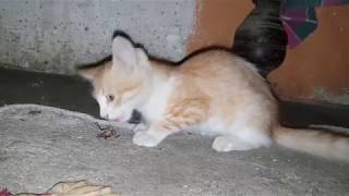 This Is How Cats Eat Insects by Animals Love 1,153 views 5 years ago 1 minute, 12 seconds