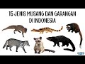 15 Jenis Musang dan Garangan (Viverridae, Herpestidae, Prionodontidae) di Indonesia