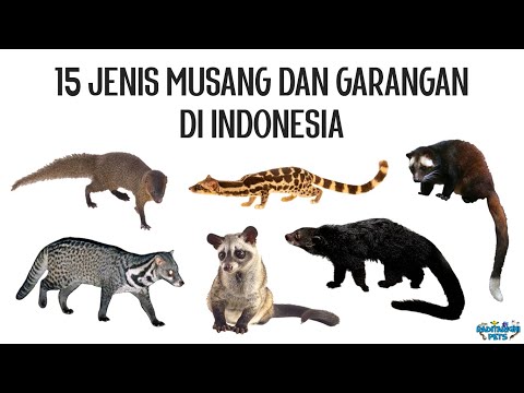 Video: Hewan luwak: foto dan deskripsi, makanan dan habitatnya