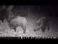 Wild boar - Protected landscape Konjuh