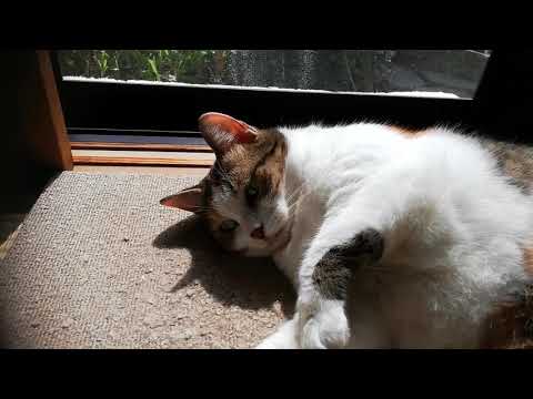 Japanese calico cat - YouTube