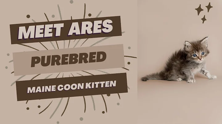 Video 3672651: purebred maine coon kitten, purebred kitties, kitten home