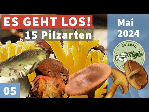 Pilze im Wald - Wolfgang und Anneliese