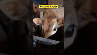Is it a deer cow?  Lol! #farm #cow #rescue