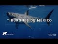 Tiburones de México