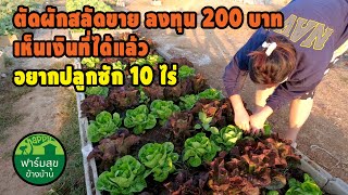 ตัดผักขาย ลงทุน 200 บาท คุ้มยิ่งกว่าคุ้ม/ฟาร์มสุขข้างบ้าน