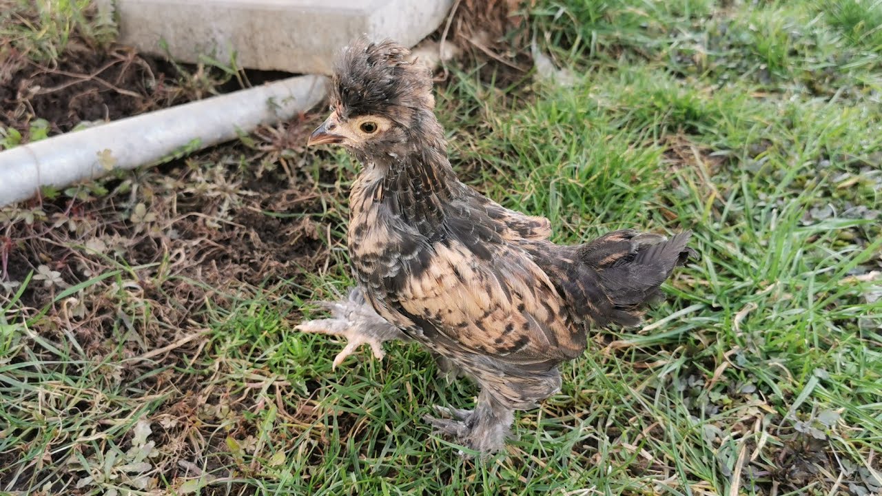 Aventuri cu puisorii - prima ieșire a puilor din a 2 a serie.