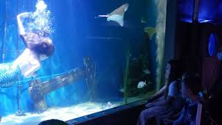 Mertailors mermaid aquarium (3)