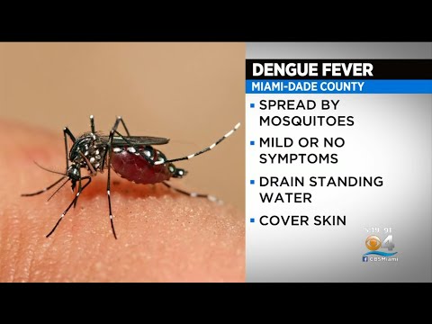 Miami-Dade County Under Dengue Fever Advisory