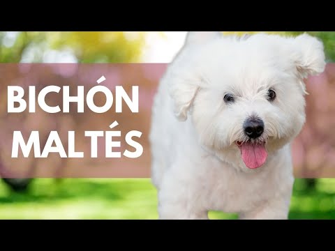 Video: Características de un Maltichon