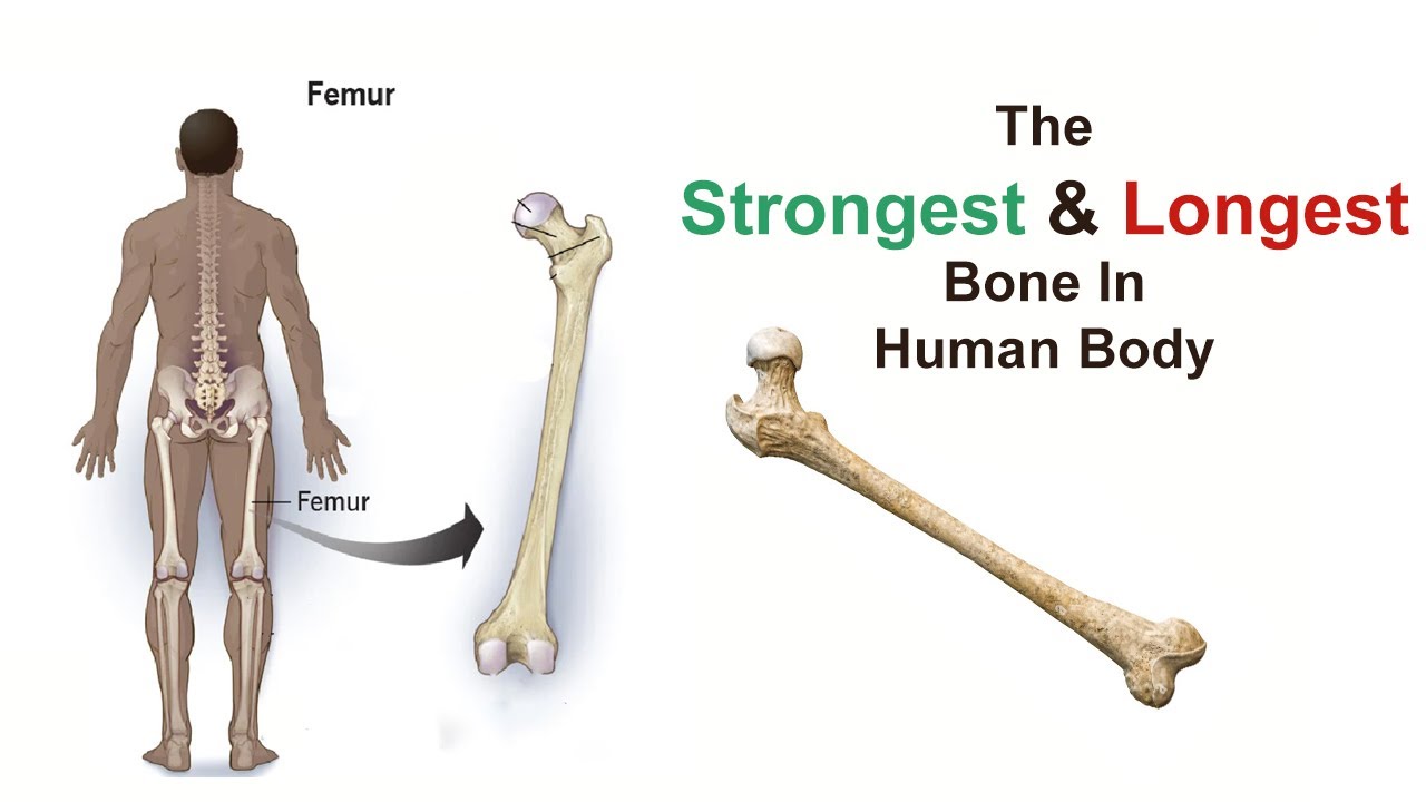 Strong Bones. What is the largest Bone in the Human body. Hard bone