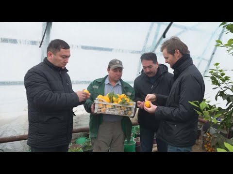 Video: Limoni Tashkent: përshkrimi i varietetit, veçoritë e kultivimit