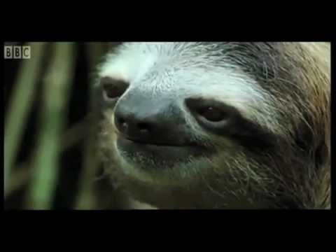 David gets into an awkward moment with a sloth