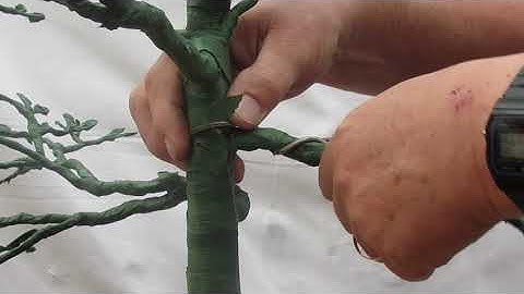 Bonsai 101 | Wiring a branch to trunk single wire method 2