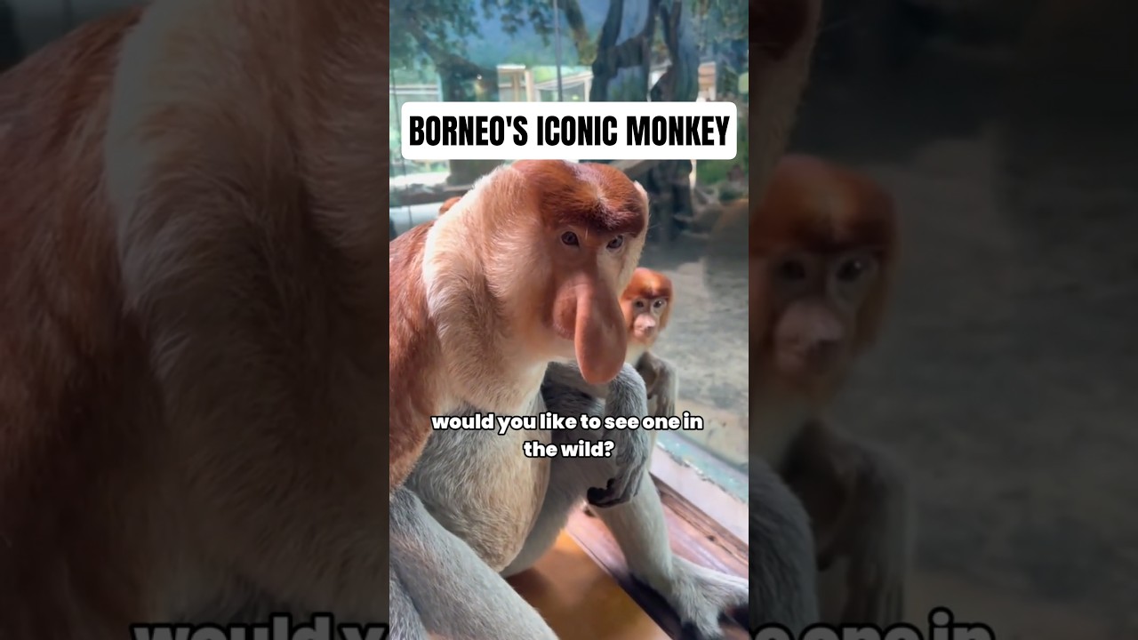 Meet Bekantan, the Iconic Monkey of Borneo! 