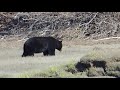 Black Bear @ Yukon River