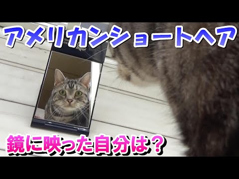 鏡に映った猫への反応(アメリカンショートヘア)