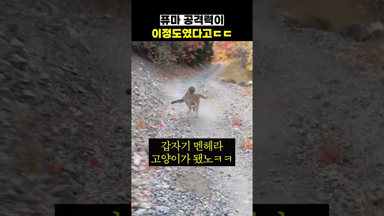 퓨마 공격력이 이정도였다고ㄷㄷ