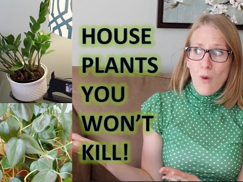 budget organization ideas STOP KILLING YOUR HOUSE PLANTS! | Best House Plants