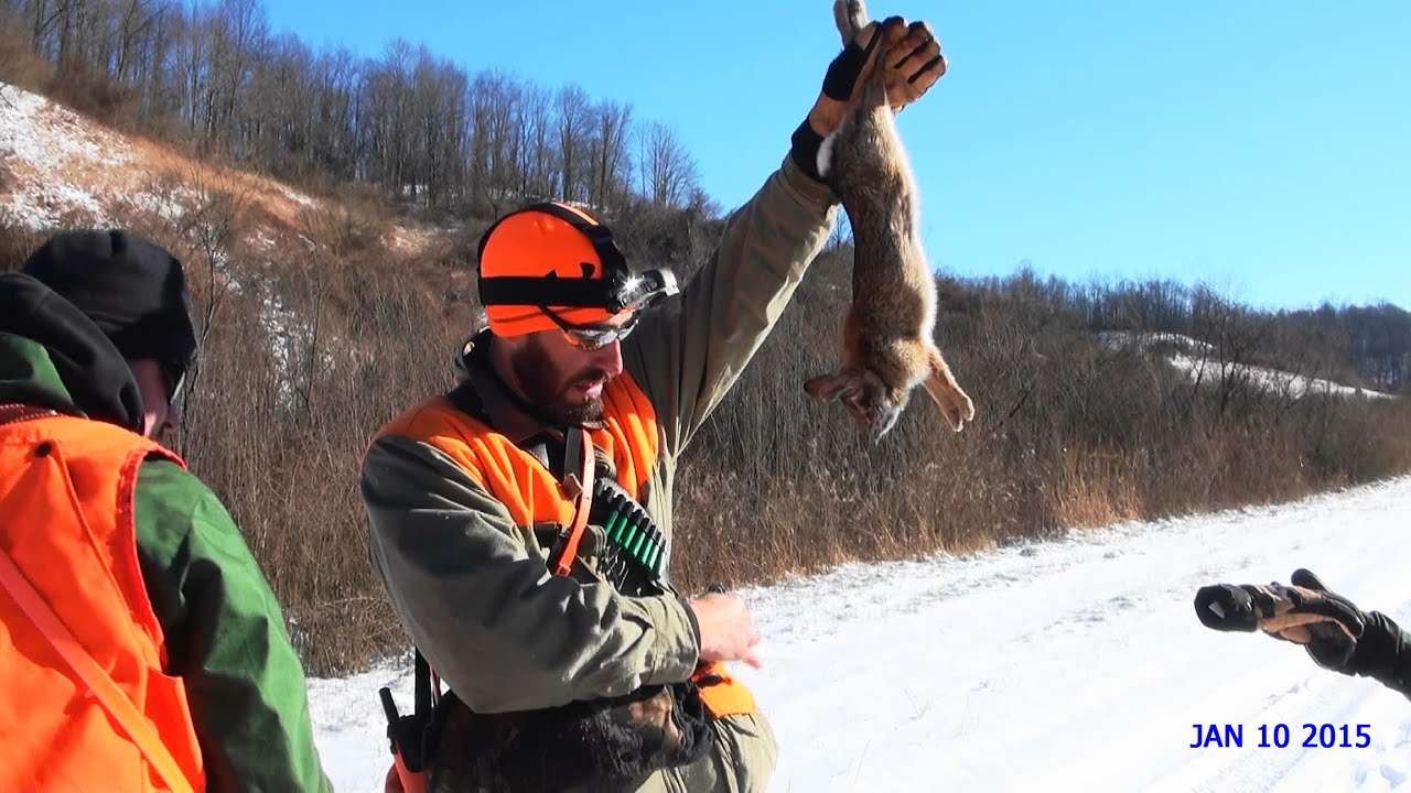Skyview's Beagles Rabbit Hunt Jan. 10th 2015 - YouTube