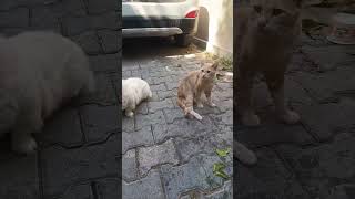 Kitty Watch 😍 #subscribe #cat #turkishcat #fyp  #lovecats #shorts #shortvideo #catlovers