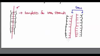 Famous Nucleic Acids 15:  DNA Replication Part 2 Profile
