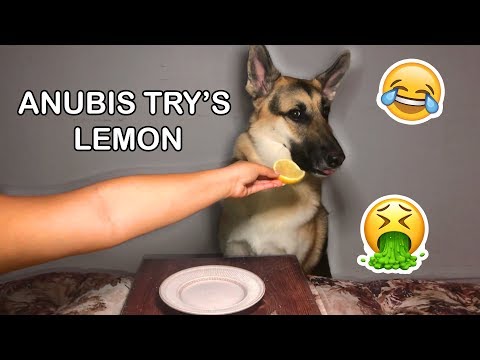 funny-dog-video-|-anubis-the-german-husky-dog-tries-lemon,-food-taste-reaction!