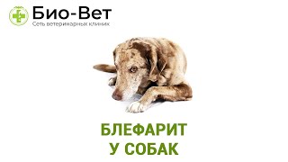 Блефарит у собак. Ветеринарная клиника Био-Вет. Блефарит у собак. Ветеринарная клиника Био-Вет.