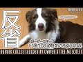 【叱りづらい反省顔】いたずらをして怒られる表情が豊かなボーダーコリー / Border collie scolded by owner after mischief