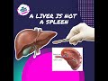 Surgeon Takes Out Liver by "Accident"?!